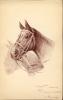 Drawing of horse’s head, Heidelberg P.O.W. Camp, Germany, Aug. 1916, WWI